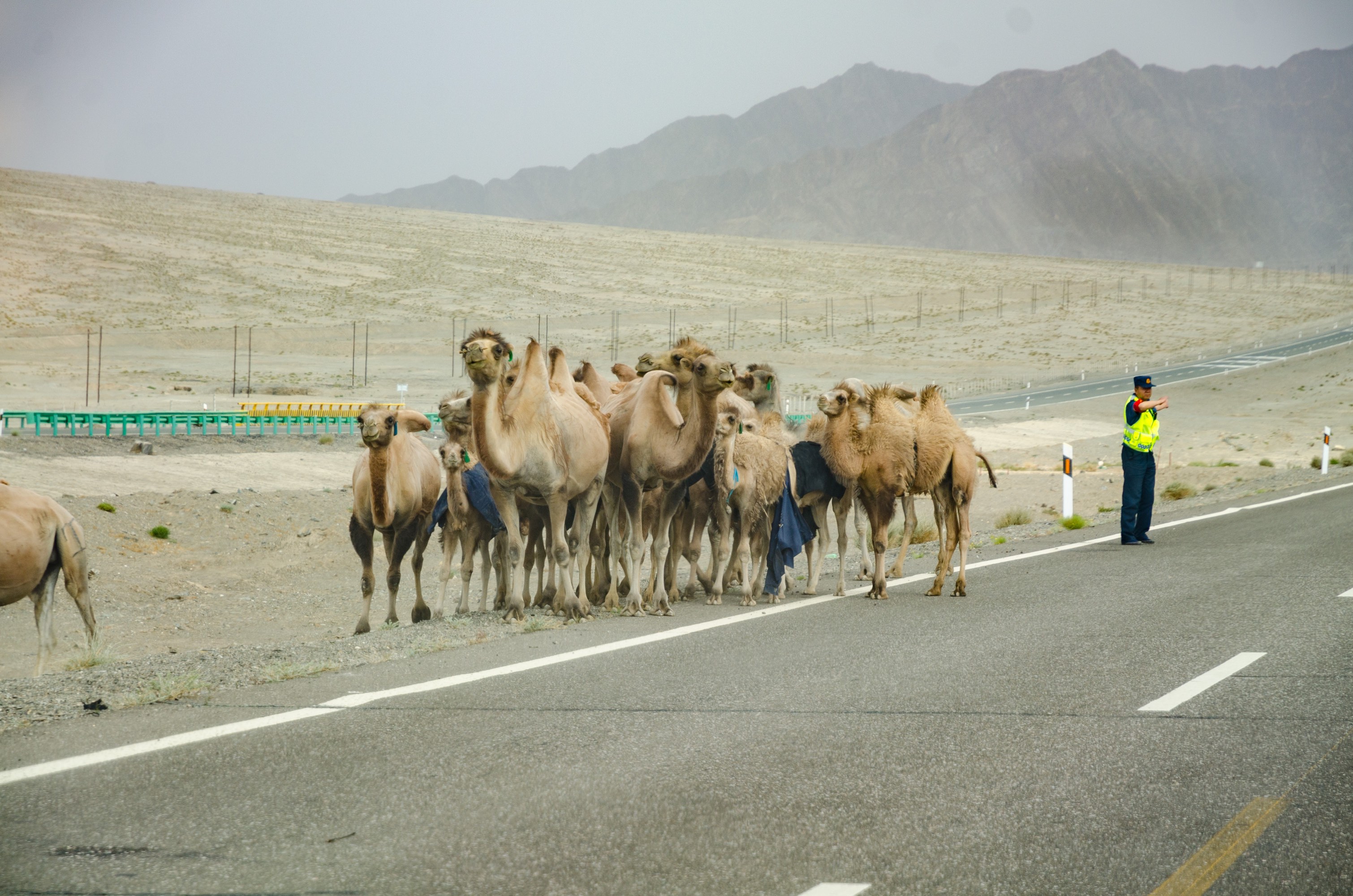 Camels on the highway