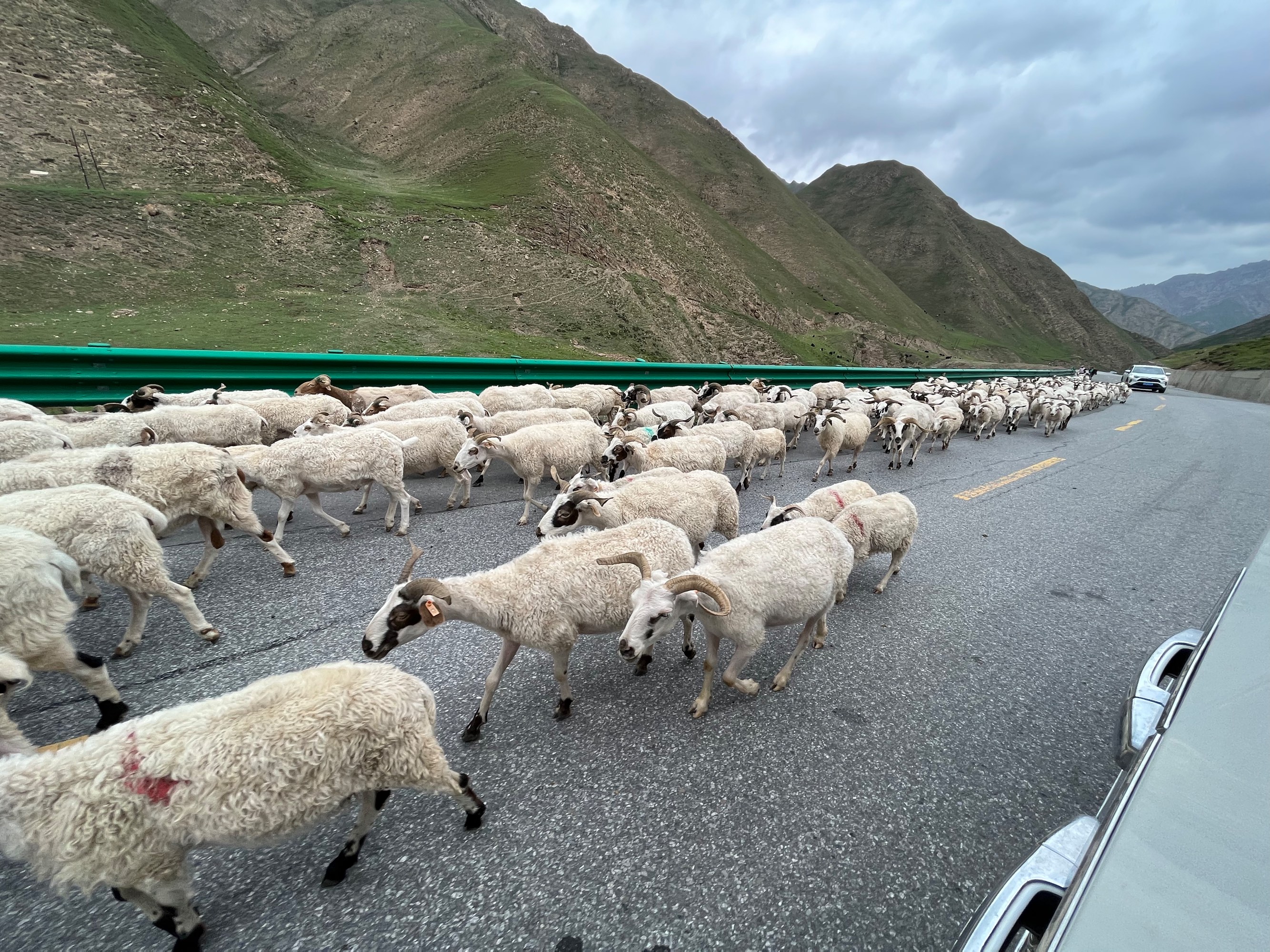 Flocks of sheep on the highway