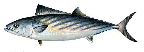 Bonito Fish